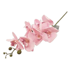 פרחים בצבע ורוש קטגורית מוצרים