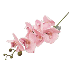 פרחים בצבע ורוש קטגורית מוצרים