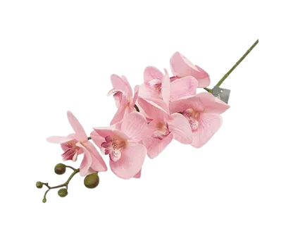 פרחים בצבע ורוש קטגורית מוצרים