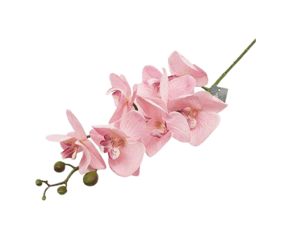 פרחים בצבע ורוש קטגורית מוצרים